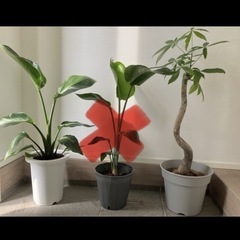 観葉植物セット❗️