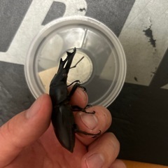 国産オオクワガタ　オスのみ赤目個体61mm レッドアイ　♂1♀1ペア　　の画像