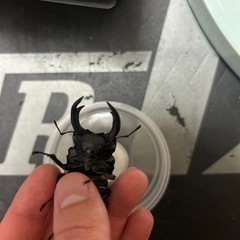 国産オオクワガタ　オスのみ赤目個体61mm レッドアイ　♂1♀1ペア　　の画像