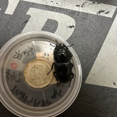 国産オオクワガタ　オスのみ赤目個体61mm レッドアイ　♂1♀1ペア　　の画像