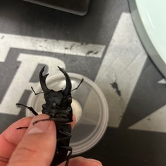 国産オオクワガタ　オスのみ赤目個体61mm レッドアイ　♂1♀1ペア　　の画像