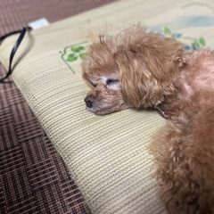 四日市でわんちゃん連れで（わんちゃんいなくても笑）飲み会し…