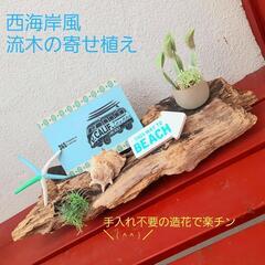 西海岸風流木の置物　寄せ植え　プレゼント　贈答用にも