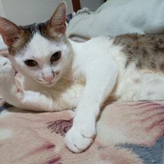 キャンプ用　机の画像