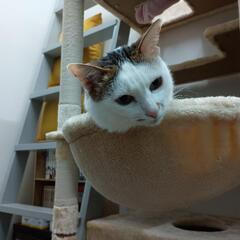 キャンプ用　机の画像