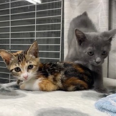 2〜3ヶ月の仲良しペア2匹でお願いします。