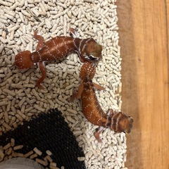 ナメハダタマオヤモリ ペア