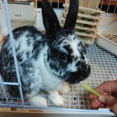 🐰うさぎ(男の子)