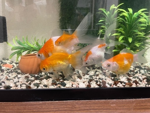 金魚 入ってるタンク