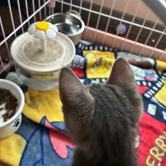 猫 自動給水器の画像