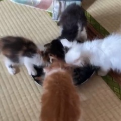 長毛仔猫お探しの方