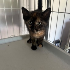 元気いっぱいサビ猫ちゃん