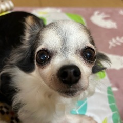 トリマーさん
