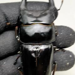 能勢YGオオクワガタ新成虫　♂80ミリ♀54ミリ　後食済