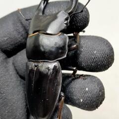 能勢YGオオクワガタ新成虫　♂80ミリ♀54ミリ　後食済の画像