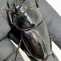 能勢YGオオクワガタ新成虫　♂80ミリ♀54ミリ　後食済の画像
