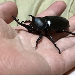 カブトムシ ペア