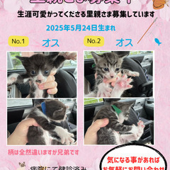無事1ヶ月になりました♪5月24日生まれ♂オス
