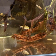 熱帯魚　レッドアイカラシン　ワイルドの画像