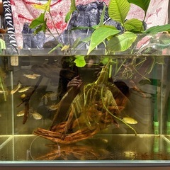 熱帯魚　レッドアイカラシン　ワイルドの画像