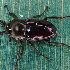 ニジイロクワガタ 紫紺 小さめ オス 単品 ①の画像