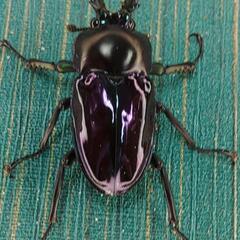 ニジイロクワガタ 紫紺 小さめ オス 単品 ①