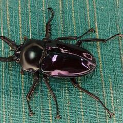 ニジイロクワガタ 紫紺 小さめ オス 単品 ③