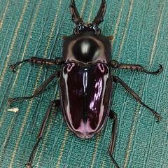 ニジイロクワガタ 紫紺 小さめ オス 単品 ③の画像