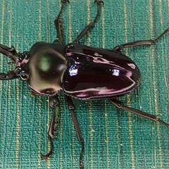 ニジイロクワガタ 紫紺 小さめ オス 単品 ④