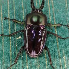 ニジイロクワガタ 紫紺 小さめ オス 単品 ④の画像