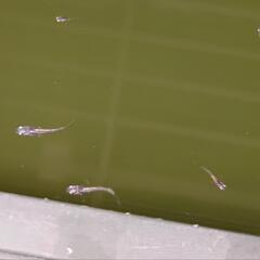 めだか　緑光黒百式　稚魚　12尾　の画像