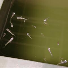 めだか　緑光黒百式　稚魚　12尾　の画像