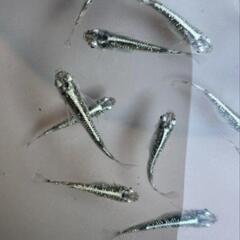 めだか　緑光黒百式　稚魚　12尾　の画像