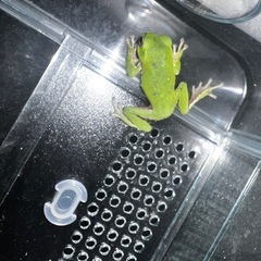 シュレーゲルアオガエル