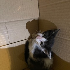 子猫保護しましたが飼えない為