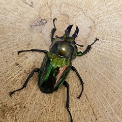 ニジイロクワガタ　1ペア　ピカール ニジイロ　クワガタ　の画像