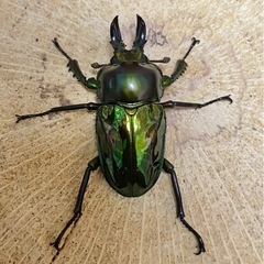 ニジイロクワガタ　1ペア　ピカール ニジイロ　クワガタ　の画像
