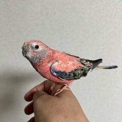 アキクサインコ♂  5歳