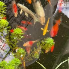 【商談中の為、受付休止中】錦鯉、金魚　♂♀不明10匹　無料で差し...