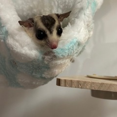 フクモモちゃん