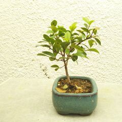 アデクーの画像