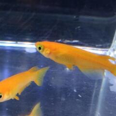 紅帝メダカ有精卵４０粒(保証込)