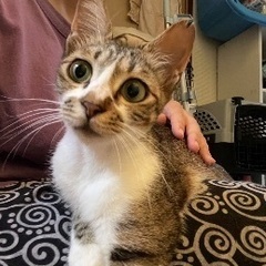 生後半年、3匹猫の里親募集