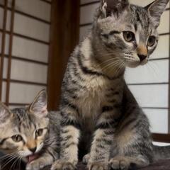 キジきょうだい里親募集中🐱