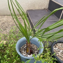 ココスヤシ2本売り②の画像