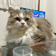 里親募集中です