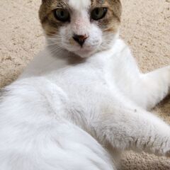 天使の羽模様の白キジ雄猫