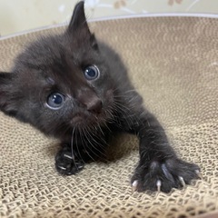 生後1ヶ月 子猫4匹 里親募集