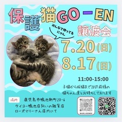 保護猫ちゃん達の面会 随時受付中✨️