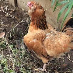 翼が不自由なニワトリ　♀